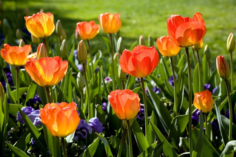 Are the Leaves of Tulips Poisonous to Cats