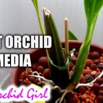 How Much Medium for Orchids