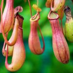 Are Lidded Pitcher Plants a Type of Orchids