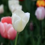 Can Tulips Be White