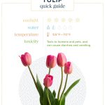 How to Care for Bouquet of Tulips