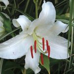 How Deep to Plant Casa Blanca Lillies