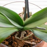 How Long Do Orchids Stay Dormant