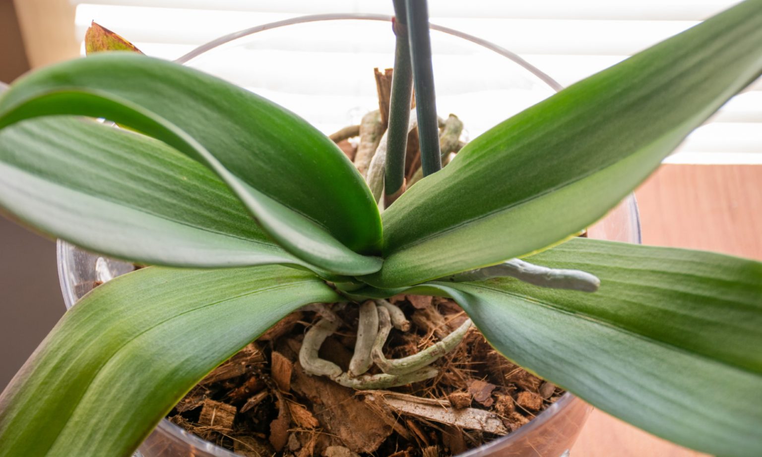 How Long Do Orchids Stay Dormant