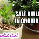 How Much Salt Build Up is Too Much Leca Orchids