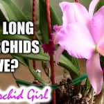 How Old are Orchids