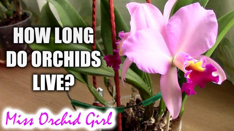 How Old are Orchids
