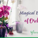 How Orchids are Benefitial to America