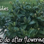 What to Do After Lillies Bloom