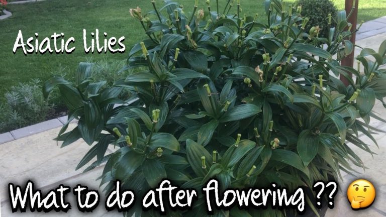 What to Do After Lillies Bloom