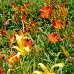 Can I Cross Daylilies With Other Lillies