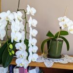 How Orchids Became a Potted Plant