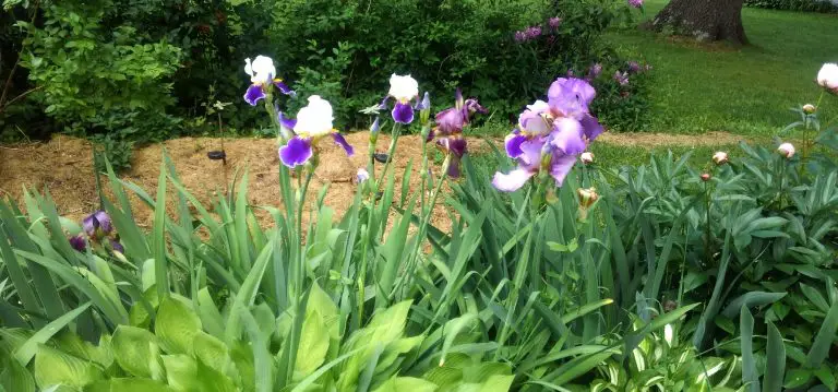 Are Irises Orchids