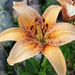 When Do You Transplant Lillies