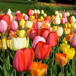 Can Tulips Be Perennial