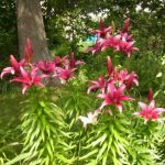 Do Asiatic Lillies Spread