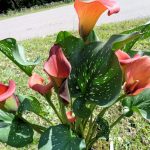 Can Calla Lillies Be Grown in Florida