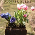 Can Tulips Be Transplanted in Spring