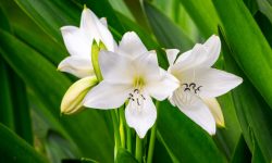 When Do You Cut down Tiger Lillies
