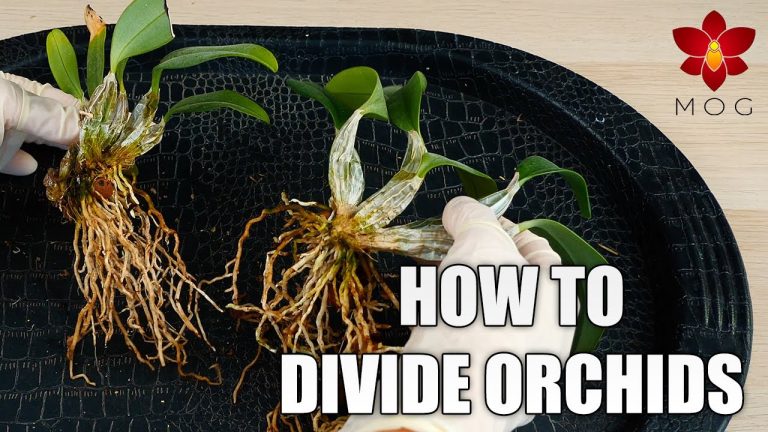 When Do You Divide And Repot Orchids