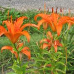 Are Lillies Poisonous/Toxic