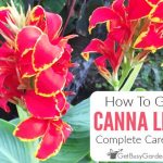 How Deep to Plant Canna Lillys