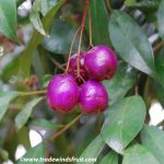 How Bush Lillies Berries