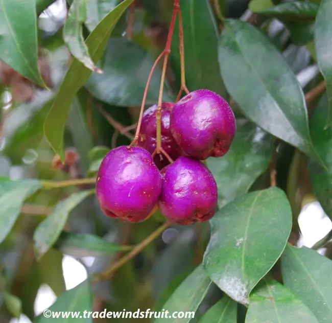 How Bush Lillies Berries