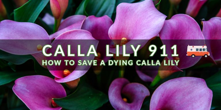 Why are My Calla Lillies Dying