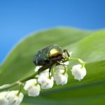 What Animal Or Bug Eats Lillies
