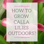 How to Care for Cala Lillie