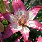 Do Asiatic Lillies Get Ugly After They Bloom