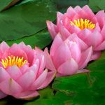 How to Water Lillies