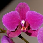 Are Orchids Dicots Or Monocots
