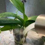 How Much Water for Potted Orchids