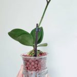 Can You Grow Orchids in Leca