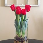How to Care for Bulbs in a Hydroponic Tulips
