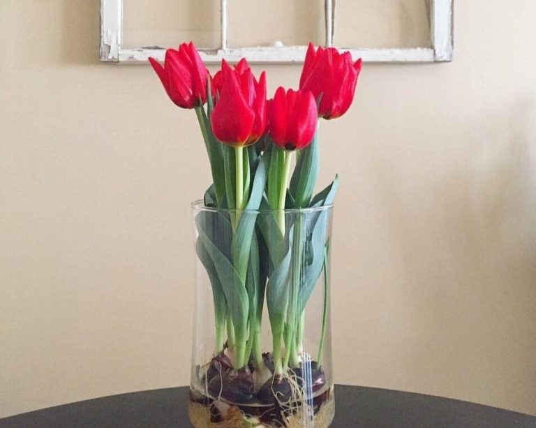 How to Care for Bulbs in a Hydroponic Tulips