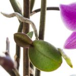 How Much Money Did Sprouting Orchids Make