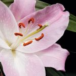 How to Cut Pistils from Lillies to Extend Life