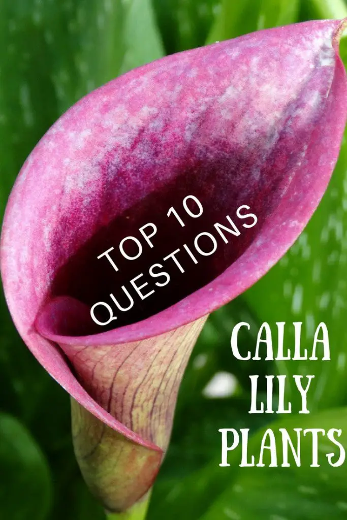 Do You Deadhead Outdoor Calla Lillies