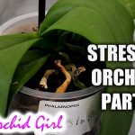 Why Orchids Leaves Droop