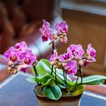 Are Orchids Good Office Plants