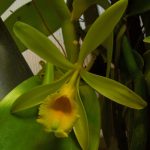 Are Orchids Cam Plants