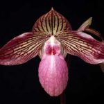 How Orchids are Names