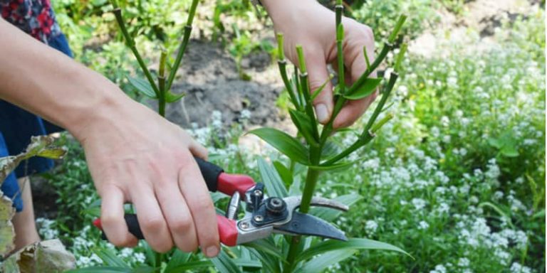 What to Do With Lillies After the Flowers