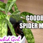 How to Get Rid of Spider Mites on Orchids