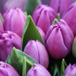 Are Purple Tulips Rare