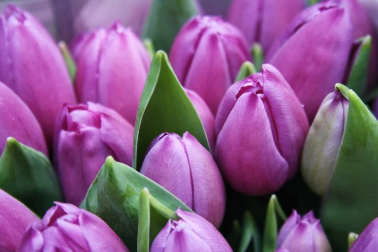 Are Purple Tulips Rare