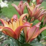 How to Propagate Lillies